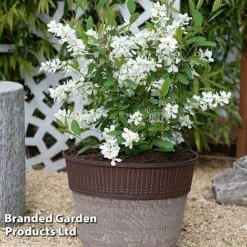 Exochorda 'Blushing Pearl' -Garden Plants EXOC BLUSHINGP S34265