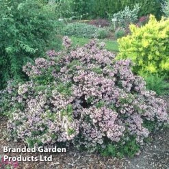 Escallonia 'Showstopper' -Garden Plants Escallonia Showstopper KC5064 C