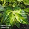 Fatsia Duo -Garden Plants FATS CAMOUFLAG S35066