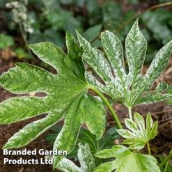 Fatsia Duo -Garden Plants FATS SPIDERWEB L27146