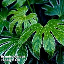 Fatsia Duo -Garden Plants FATS SPIDERWEB L27147