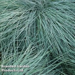 Colourful Ornamental Grass Collection -Garden Plants FEST GLAUCA W48105