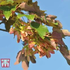 Field Maple (Hedging) -Garden Plants FIEL 70261 A