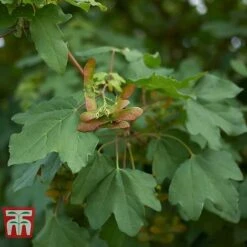 Field Maple (Hedging) -Garden Plants FIEL 70261 B
