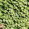 Field Maple (Hedging) -Garden Plants FIEL 70261 F