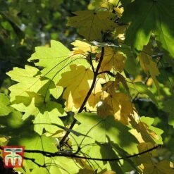 Field Maple (Hedging) -Garden Plants FIEL 70261 G