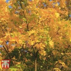 Field Maple (Hedging) -Garden Plants FIEL 70261 H