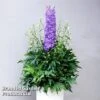 Delphinium 'Delgenius Breezin' -Garden Plants FLSDEL