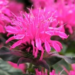 Monarda Balmy Rose -Garden Plants FLSMON38348