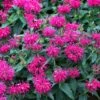 Monarda Balmy Rose -Garden Plants FLSMON38350