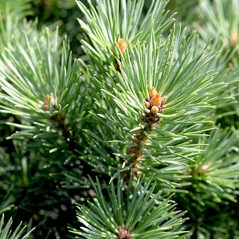 Pinus Sylvestris 'Watereri' 3 Pinus Sylvestris 'Watereri'