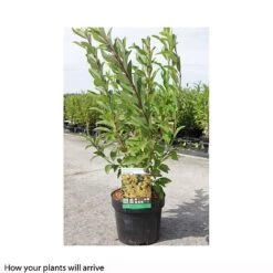 Forsythia X Intermedia 'Week-End' -Garden Plants FORS T66217 B h