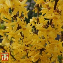 Forsythia X Intermedia 'Week-End' -Garden Plants FORS T66217 C