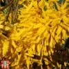 Forsythia X Intermedia 'Lynwood Variety' -Garden Plants FORS TKA1897 A
