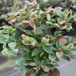 Fothergilla Major 8 Fothergilla Major -Garden Plants FOTH T62045 A h