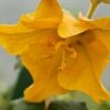 Fremontodendron Californicum -Garden Plants FREMONTODENDRON CALIFORNIA GLORY 9567