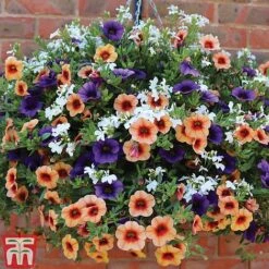 Fruit Salad Pre-Planted Basket -Garden Plants FRUI TKA1211 B1