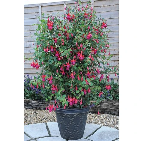 Fuchsia 'Pink Fizz' (Hardy) 4 Fuchsia 'Pink Fizz' (Hardy) - Image 2