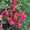 Fuchsia 'Pink Fizz' (Hardy) -Garden Plants FUCH T57099 A h