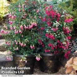 Fuchsia Whip Trio -Garden Plants FUCH WHIPCOLL T41434