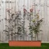 Copper Beech Instant Trough Hedge 1m (pre-grown) -Garden Plants Fagus20syl.20purpurea20120yr20tr