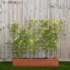 Green Beech Instant Trough Hedge 1m (pre-grown) -Garden Plants Fagus20sylvatica201yr20tr
