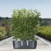 Beech Ready Bag Instant Hedge 1m (pre-grown) -Garden Plants Fagus20sylvatica20copy