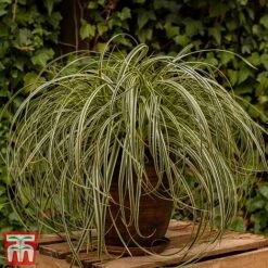 Carex 'Feather Falls'