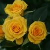 'Flower Power Gold' Patio Shrub Rose -Garden Plants Flower Power Gold a 0507a550 61f1 46e0 b977 2e44f8d966c8
