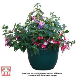Fuchsia Trailing Pre-Planted Basket -Garden Plants Fuchsia
