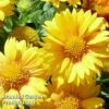 Gaillardia Aristata African Sunset -Garden Plants GAIL 64142 A