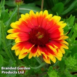 Gaillardia Aristata Giant Hybrids -Garden Plants GAIL 64150 C
