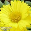 Gaillardia Aristata Mesa Yellow -Garden Plants GAIL 64156 A
