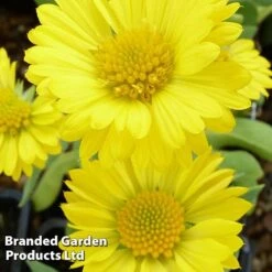 Gaillardia Aristata Mesa Yellow -Garden Plants GAIL 64156 C