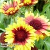 Gaillardia 'Torchlight' -Garden Plants GAILLARDI TORCHLIGHT