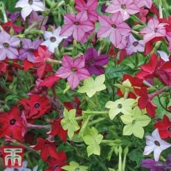 Garden Ready Bumper Collection -Garden Plants GARD KB3132 D