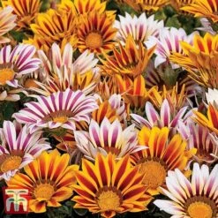 Garden Ready Bumper Collection -Garden Plants GARD KB3132 E