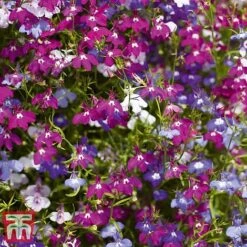 Garden Ready Bumper Collection -Garden Plants GARD KB3132 F