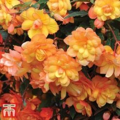 Garden Ready Bumper Collection -Garden Plants GARD KB3132 G