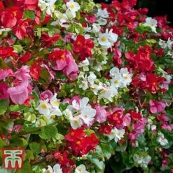 Garden Ready Bumper Collection -Garden Plants GARD KB3132 H