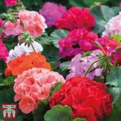 Garden Ready Bumper Collection -Garden Plants GARD KB3132 J