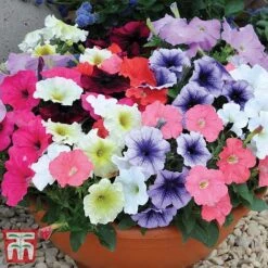 Garden Ready Bumper Collection -Garden Plants GARD KB3132 K