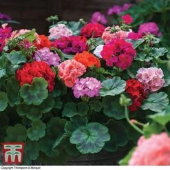 Garden Ready Container Collection 9 Garden Ready Container Collection -Garden Plants GARD T57590P C