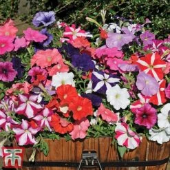 Garden Ready Container Collection 10 Garden Ready Container Collection -Garden Plants GARD T57590P D