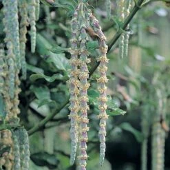 Garrya Elliptica -Garden Plants GARR T44294 A h