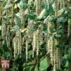 Garrya Elliptica 2 Garrya Elliptica -Garden Plants GARR T44294 B