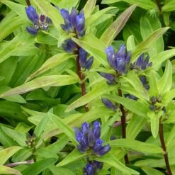 Gentiana Cruciata -Garden Plants GENT T58274 B h