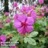 Geranium Macrorrhizum Ingwersen's Variety 2 Geranium Macrorrhizum Ingwersen's Variety -Garden Plants GERA 64174 A