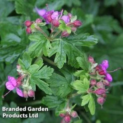 Geranium Macrorrhizum Ingwersen's Variety -Garden Plants GERA 64174 B