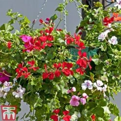 Geranium 'GeRainbow™ Mixed' -Garden Plants GERA 91853 D